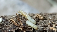 Termitoidae