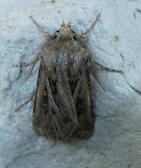 Agrotis gladiaria