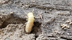 Termitoidae