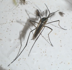 Toxorhynchites rutilus