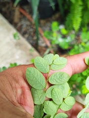 Phyllanthus tenellus