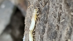 Termitoidae