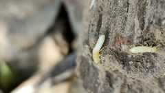Termitoidae