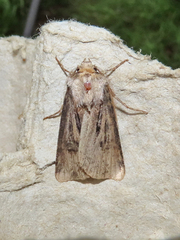 Agrotis venerabilis