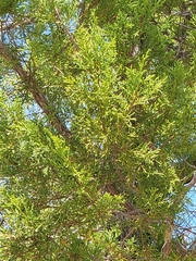 Juniperus gracilior