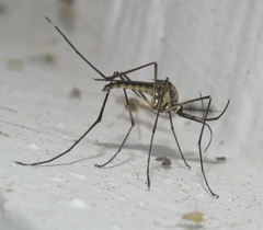 Toxorhynchites rutilus