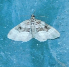 Euphyia intermediata