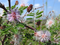 Mimosa monancistra