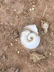 Planorbella trivolvis