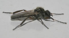 Bibio articulatus