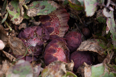 Protea amplexicaulis