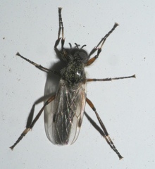 Bibio articulatus