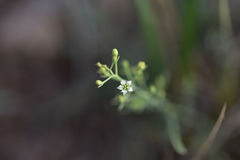 Thesium divaricatum