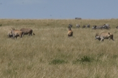 Tragelaphus oryx pattersonianus