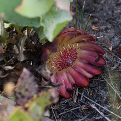 Protea amplexicaulis