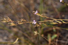 Dianthus ciliatus