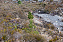 Protea amplexicaulis