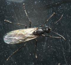 Myrmentoma