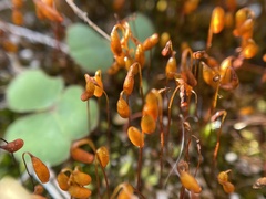 Ptychostomum torquescens