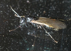 Myrmentoma