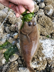 Citharichthys sordidus