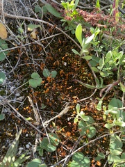 Ptychostomum torquescens