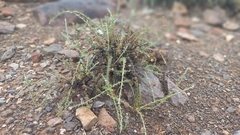 Pentzia incana