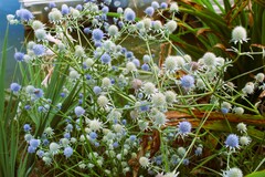 Eryngium aquaticum
