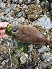 Citharichthys sordidus