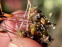 Ptychostomum torquescens