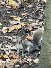 Sciurus carolinensis