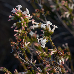 Erica denticulata