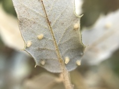 Contarinia ilicis