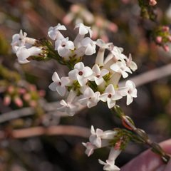 Erica denticulata