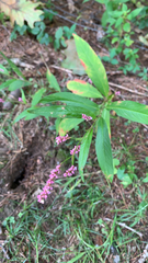 Persicaria longiseta