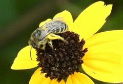 Melissodes druriellus