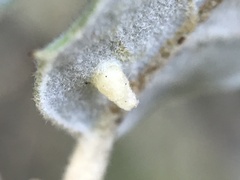Contarinia ilicis