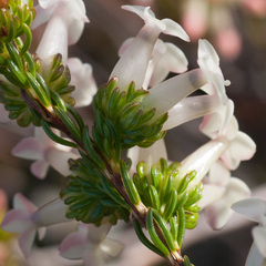 Erica denticulata