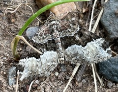 Euphyia intermediata