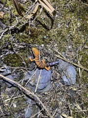 Goniurosaurus varius