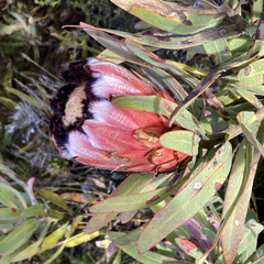 Protea neriifolia