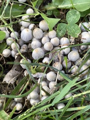 Coprinellus disseminatus
