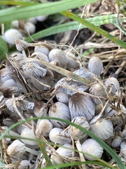 Coprinellus disseminatus
