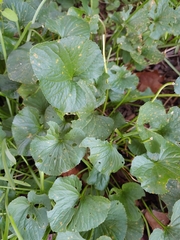 Violaceae