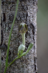 Ceropegia crassifolia
