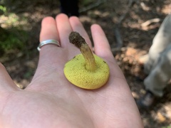 Aureoboletus