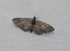 Eupithecia palpata
