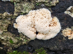 Radulomyces copelandii