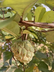 Annona squamosa