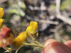 Hermannia multiflora